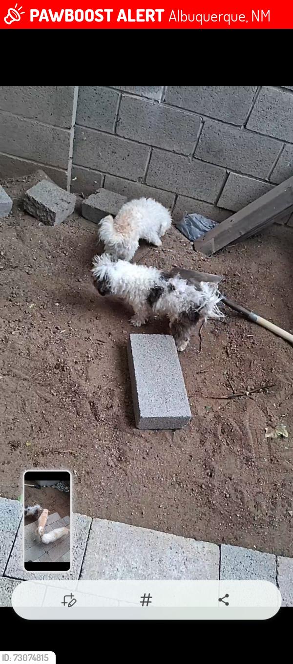 Lost Female Dog last seen Juan Taboo and Menaul, Albuquerque, NM 87112