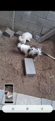 Lost Female Dog last seen Juan Taboo and Menaul, Albuquerque, NM 87112