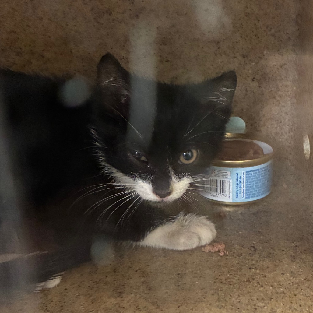 Shelter Stray Male Cat last seen , Animal Care & Control Team of Philly, 111 W Hunting Park Ave, Philadelphia, PA 19140, USA