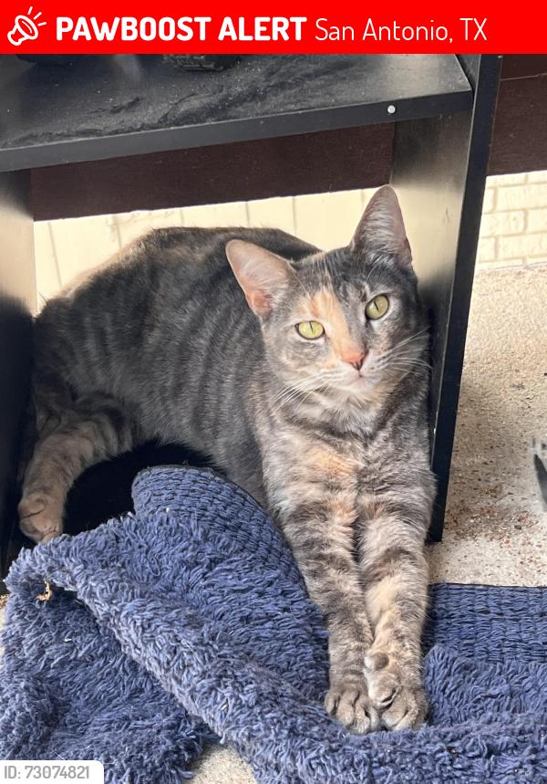 Lost Female Cat last seen In the point royal apmts, San Antonio, TX 78242