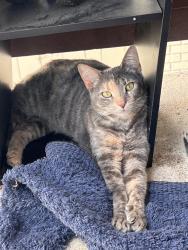 Lost Female Cat last seen In the point royal apmts, San Antonio, TX 78242