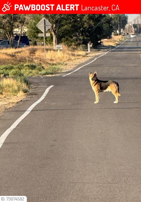 Lost Male Dog last seen Near th st E ave f 8, Lancaster, CA 93535