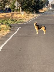 Lost Male Dog last seen Near th st E ave f 8, Lancaster, CA 93535