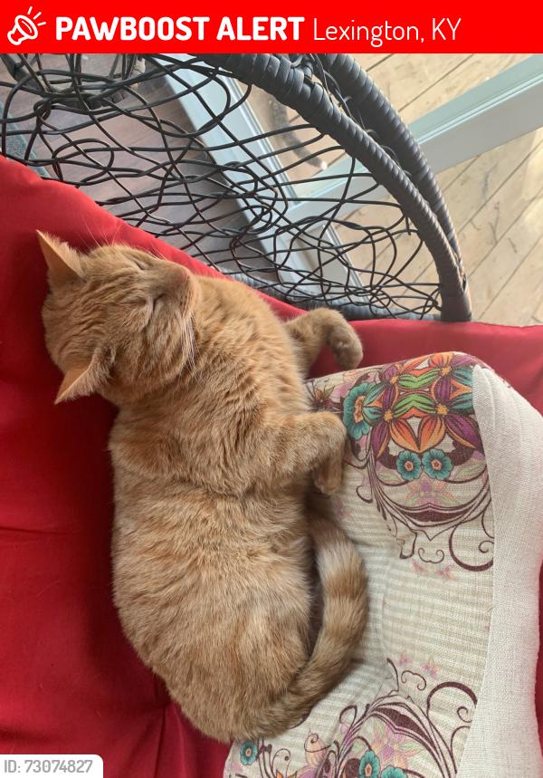 Lost Male Cat last seen N. Broadway, Lexington, KY 40505