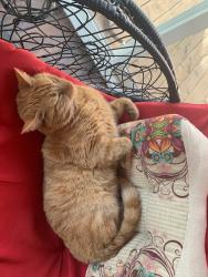 Lost Male Cat last seen N. Broadway, Lexington, KY 40505
