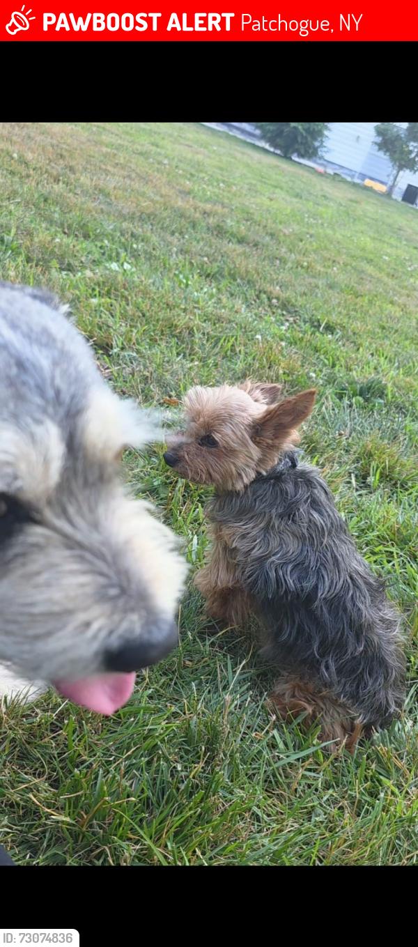 Lost Female Dog last seen Patchogue , Patchogue, NY 11772