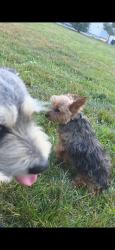 Lost Female Dog last seen Patchogue , Patchogue, NY 11772