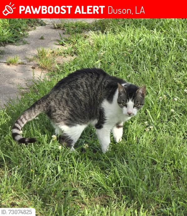 Lost Male Cat last seen Jenkins rd, Duson, LA 70529