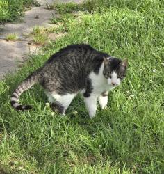 Lost Male Cat last seen Jenkins rd, Duson, LA 70529
