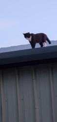 Lost Male Cat last seen Elmo's, West Columbia, TX 77486