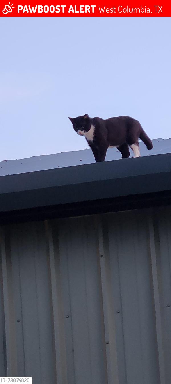 Lost Male Cat last seen Elmo's, West Columbia, TX 77486