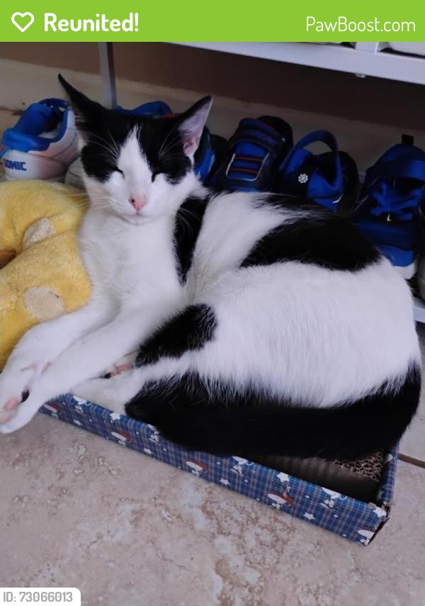 Reunited Male Cat last seen Venard, Bessemer, Frey, Houston, TX 77034