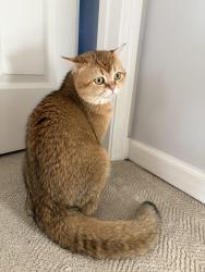 Reunited Male Cat last seen s, South Elgin, IL 60177