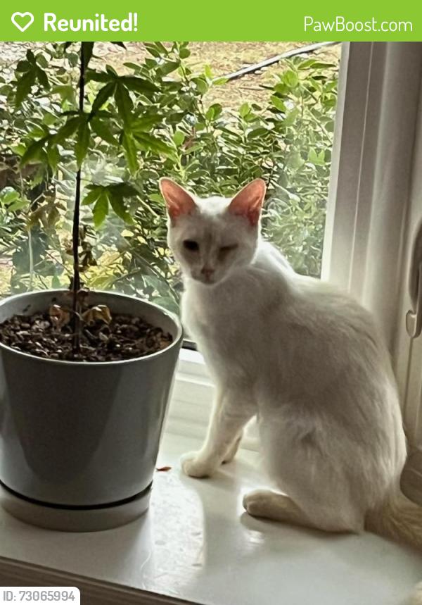 Reunited Unknown Cat last seen Cole Mill Rd and Rose of Sharon Rd, Durham, NC 27712