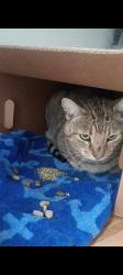 Lost Female Cat last seen Grant Park and hico, Spokane, WA 99202