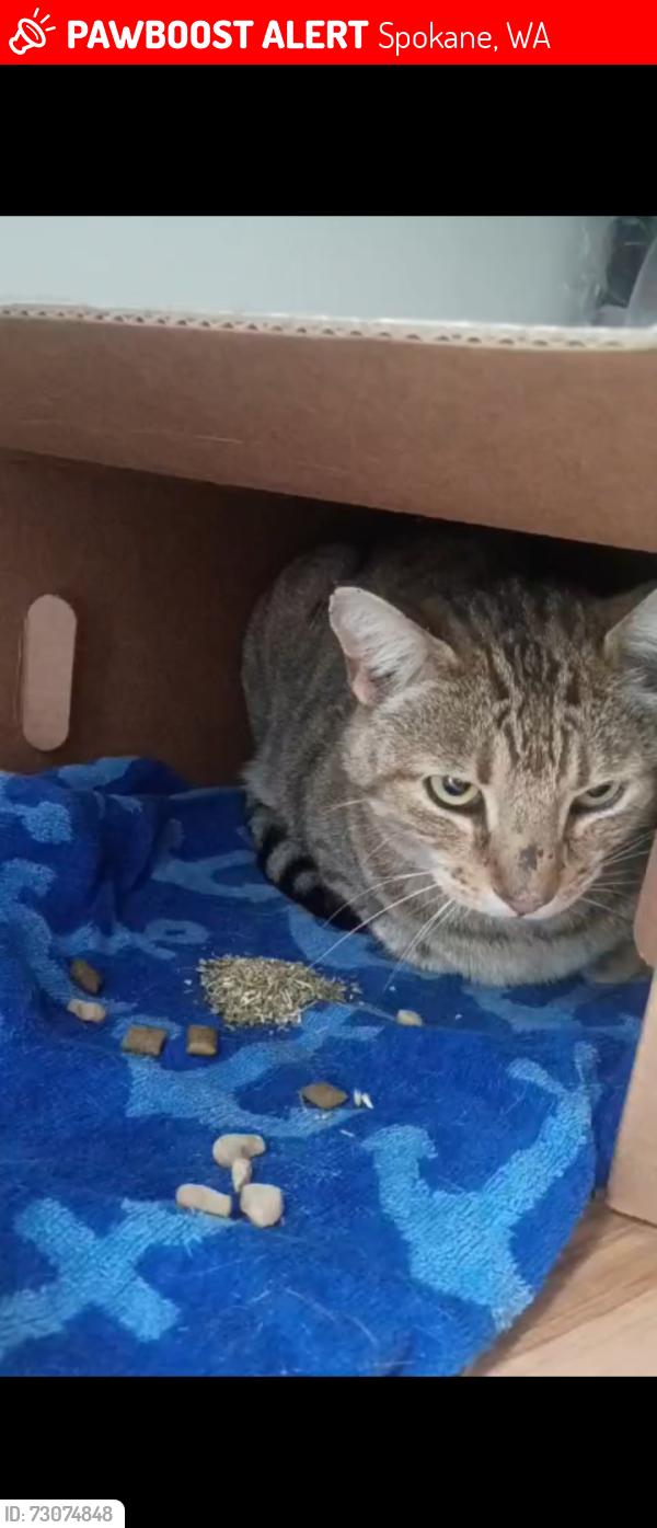 Lost Female Cat last seen Grant Park and hico, Spokane, WA 99202