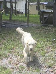 Reunited Female Dog last seen Near Ranchette Blvd, Webster, FL 33597, USA, Webster, FL 33597