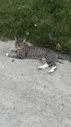 Reunited Female Cat last seen Catherine chevalier wood picnic area, Chicago, IL 60634