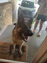 Found/Stray Male Dog last seen The Oak. Penn Square Mall, Oklahoma City, OK 73118