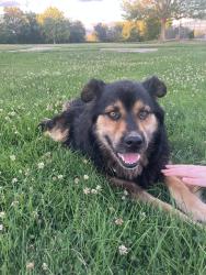 Found/Stray Male Dog last seen At park, Albuquerque, NM 87121