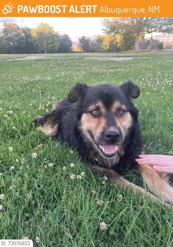 Found/Stray Male Dog last seen At park, Albuquerque, NM 87121