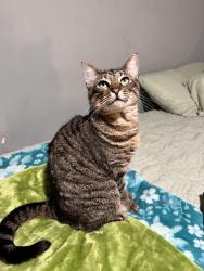 Lost Female Cat last seen Near Food depot on windy hill, Marietta, GA 30060