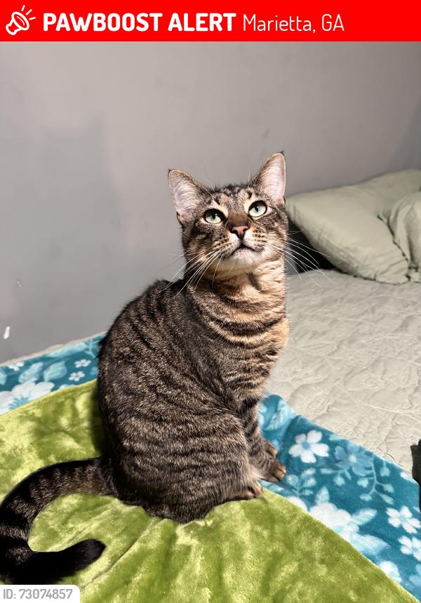 Lost Female Cat last seen Near Food depot on windy hill, Marietta, GA 30060
