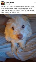 Found/Stray Unknown Dog last seen Honorah and Pitt Street SW Detroit, Mi 48209, Detroit, MI 48209