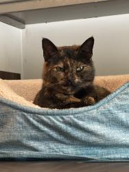 Lost Female Cat last seen Willy Taco, Spartanburg, SC 29307