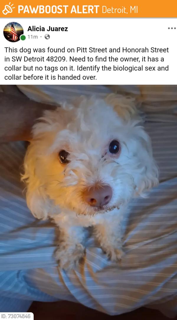 Found/Stray Unknown Dog last seen Honorah and Pitt Street SW Detroit, Mi 48209, Detroit, MI 48209