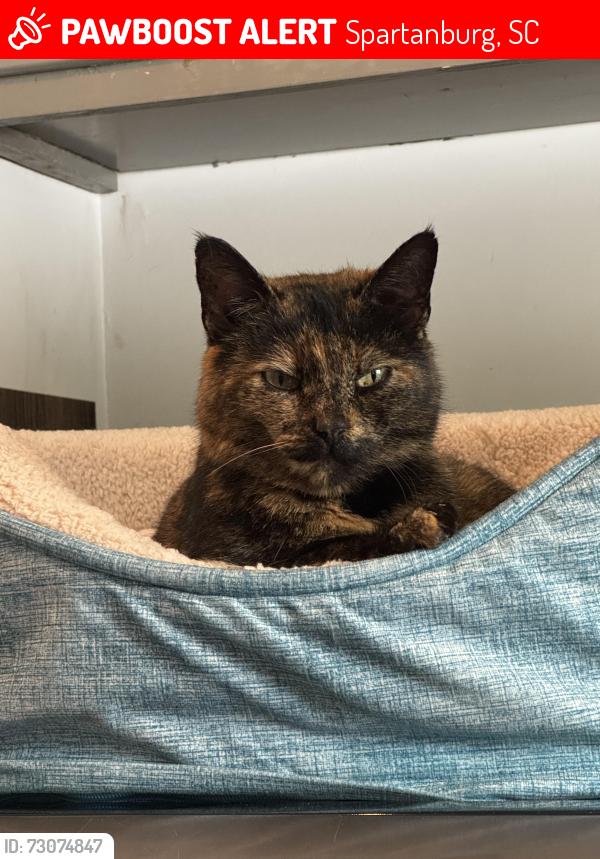 Lost Female Cat last seen Willy Taco, Spartanburg, SC 29307