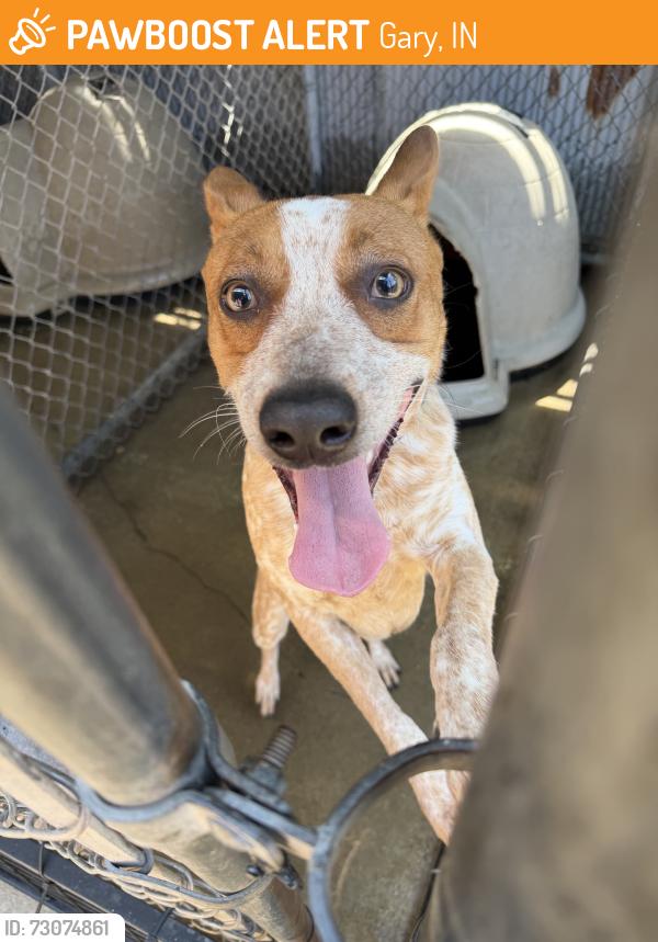Found/Stray Unknown Dog last seen Gary Animal Control, Gary, IN 46402