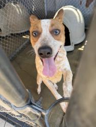Found/Stray Unknown Dog last seen Gary Animal Control, Gary, IN 46402