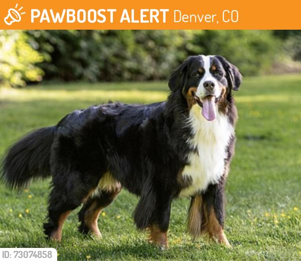 Found/Stray Unknown Dog last seen 45th & Lowell, Denver, CO 80211