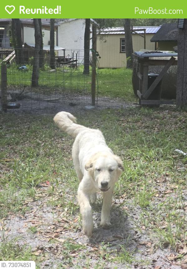 Reunited Female Dog last seen Near Ranchette Blvd, Webster, FL 33597, USA, Webster, FL 33597