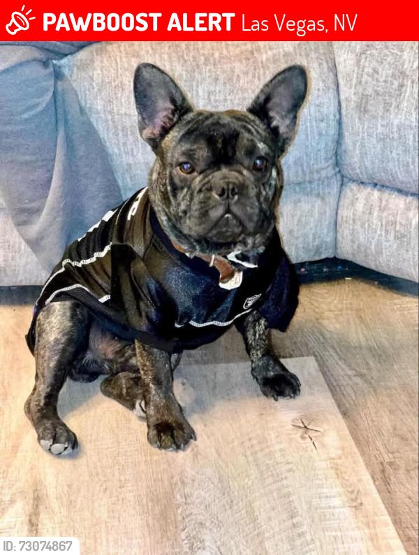 Lost Male Dog last seen Near stewart avenue, Las Vegas, NV 89101