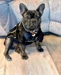 Lost Male Dog last seen Near stewart avenue, Las Vegas, NV 89101