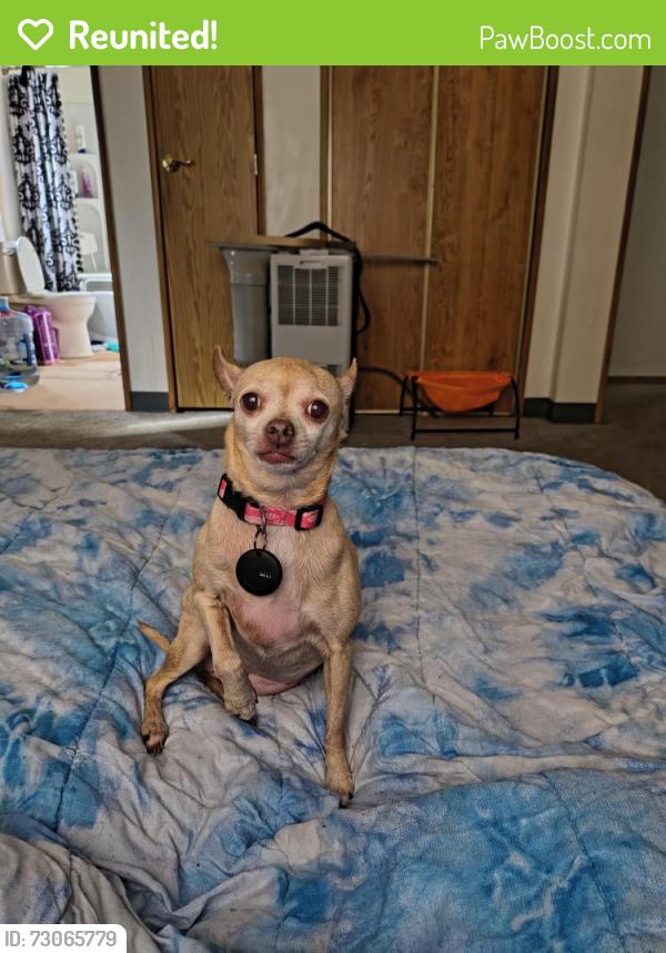 Reunited Female Dog last seen Ainsworth, Tacoma, WA 98444