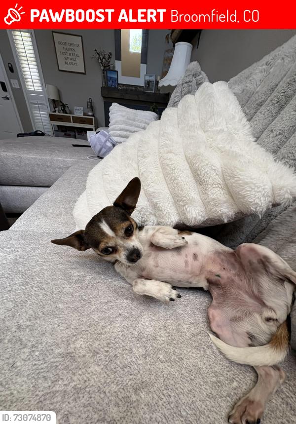 Lost Female Dog last seen Ash st back up to birch, Broomfield, CO 80020