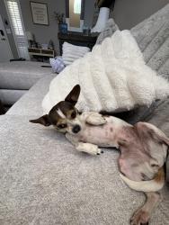 Lost Female Dog last seen Ash st back up to birch, Broomfield, CO 80020