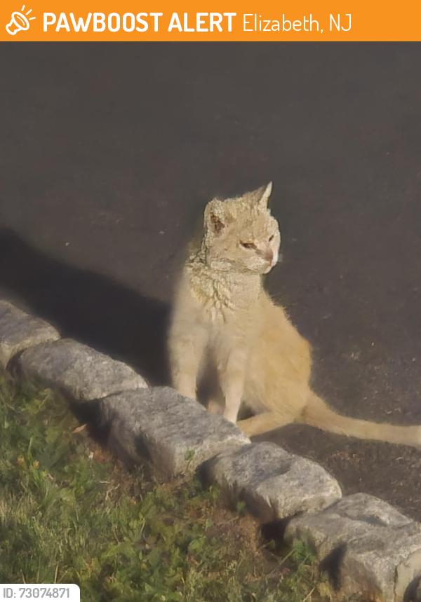 Found/Stray Unknown Cat last seen Bethlehem Judah Christian Fellowship Inc, Elizabeth, NJ 07208