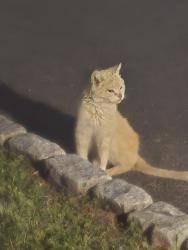 Found/Stray Unknown Cat last seen Bethlehem Judah Christian Fellowship Inc, Elizabeth, NJ 07208