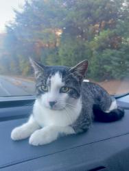 Lost Male Cat last seen Bessemer Court, Boiling Springs, Boiling Springs, SC 29316
