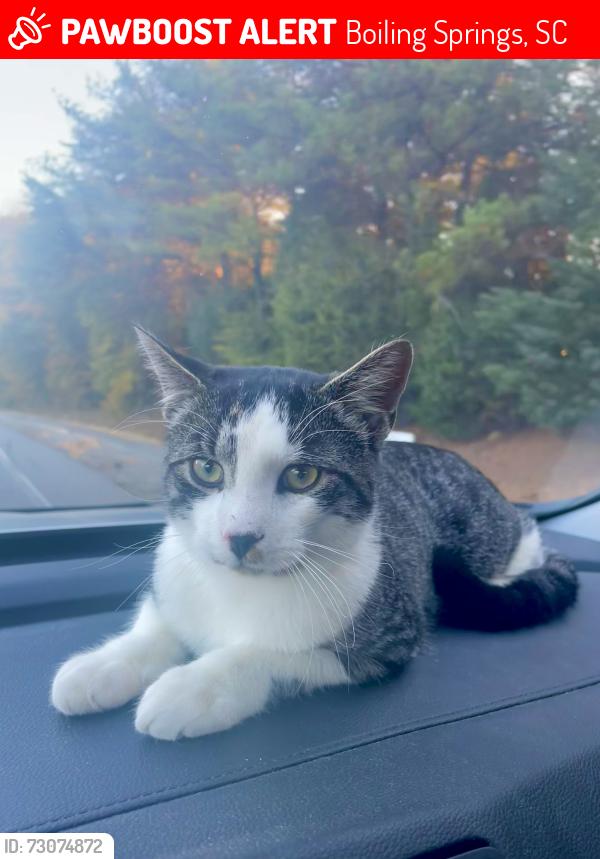 Lost Male Cat last seen Bessemer Court, Boiling Springs, Boiling Springs, SC 29316