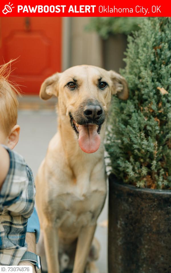 Lost Male Dog last seen 23rd and walker, Oklahoma City, OK 73106
