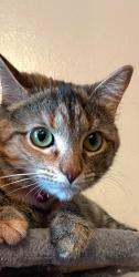 Lost Female Cat last seen Near military road sackets harbor NY 13685, Sackets Harbor, NY 13685