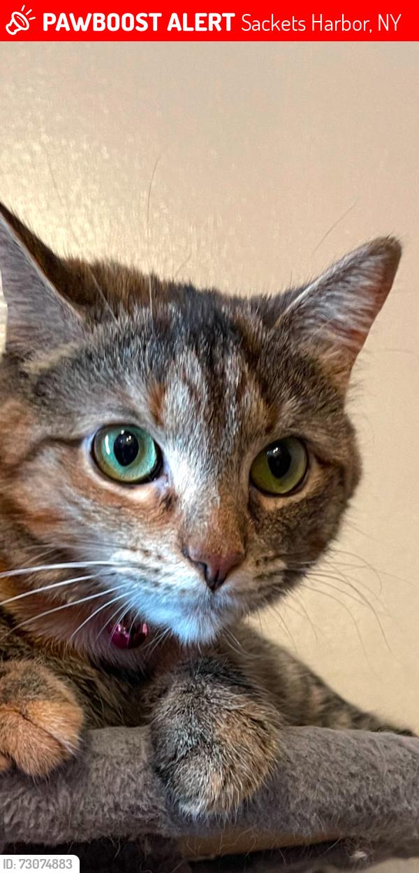 Lost Female Cat last seen Near military road sackets harbor NY 13685, Sackets Harbor, NY 13685