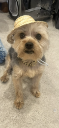 Lost Male Dog last seen Kings Road and 58th Place, Los Angeles, CA 90056