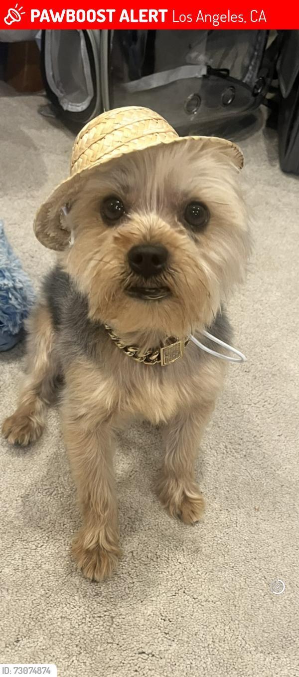 Lost Male Dog last seen Kings Road and 58th Place, Los Angeles, CA 90056