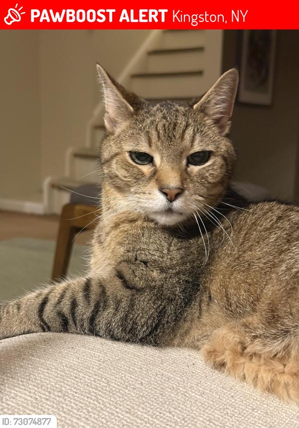 Lost Male Cat last seen Merilina Avenue and Voorhees Avenue, Kingston, Kingston, NY 12401